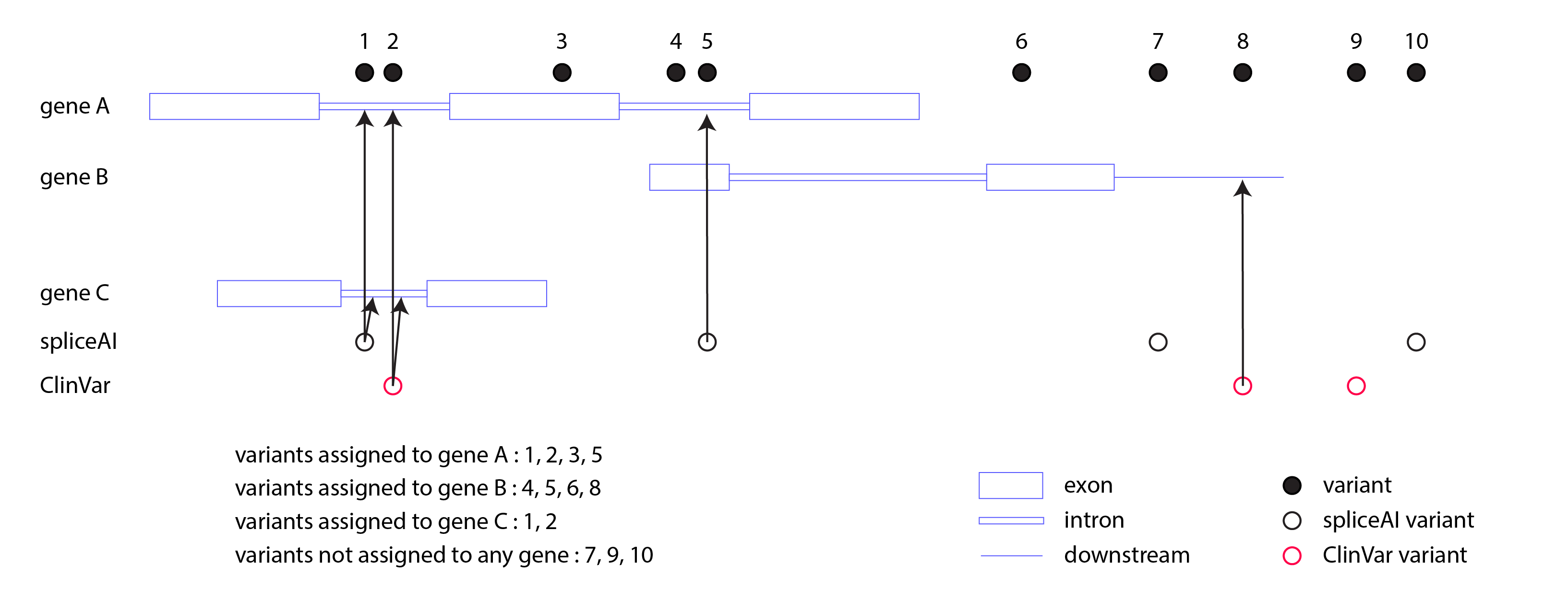 ../../../../_images/gene_assignment_v14.png